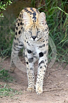 Serval Wild Cat photo