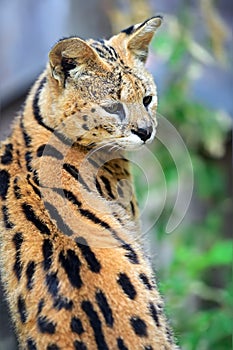 Serval Wild Cat