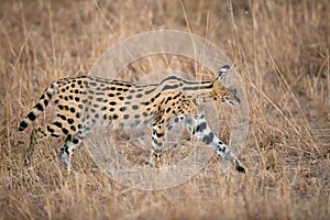 The Serval wild cat is also known as tierboskat photo