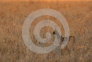 Serval wild cat during dusk in Masai Mara photo