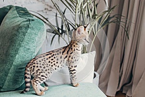 Serval wild cat at home interior. African spotted kitten. Yellow golden fur with black dot and big fluffy ears. Cute