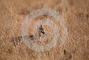 Serval Wild Cat with kill photo