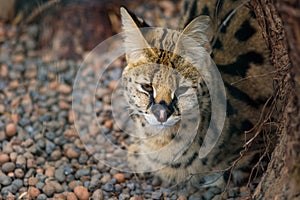 Serval in the zoo, sleepy wild cat