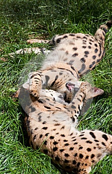 Servals