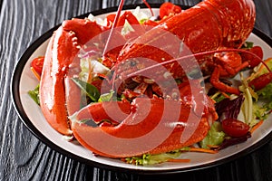 Served red lobster with fresh vegetable salad close-up on a black background. horizontal