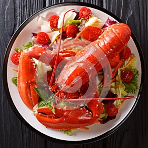 Served red lobster with fresh vegetable salad close-up on a black background. top view from above