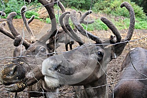 Serveral caribou along a chain fence looking for food
