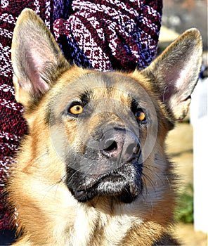 Service Dog, German Sheppard, Alert and ready