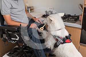 Service dog helping a man in a wheelchair in household activity