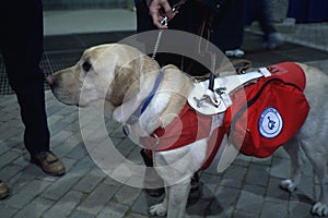 Service dog and friend