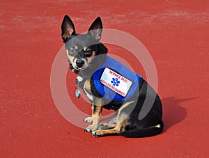 Service Dog, Red Background