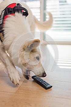 Service dog responding to a command, picking up dropped remote control