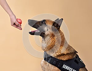 Service Dog taking a bal