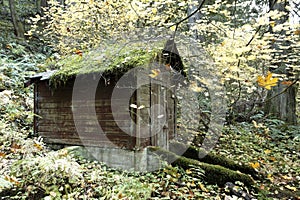 Service shed in an old growth forest preserve