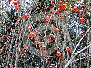 Service tree and snowcovered red berries