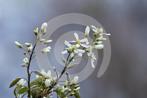 Serviceberry (amelanchier grandiflora) flower buds