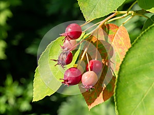 Serviceberry, Amelanchier lamarckii, tree with red berries