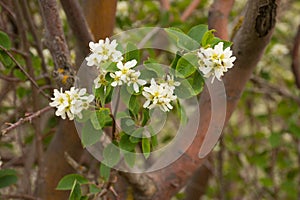 Serviceberry Blossoms Amelanchier