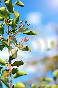 Serviceberry on branch background blue sky. Close Up Selective Focus. Amelanchier canadensis fruit on tree. Shallow depth of field