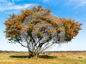 Serviceberry tree in autumn, Netherlands photo