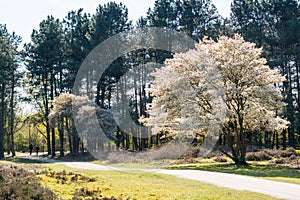 Serviceberry tree in bloom and path, heath, Netherlands photo