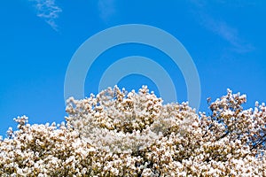 Serviceberry tree in bloom, white flowers and blue sky, Netherlands