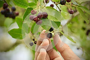 Serviceberry tree hand Maine