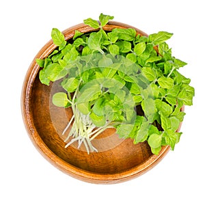 Sesame or benne microgreen, fresh Sesamum shoots, in a wooden bowl