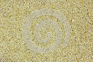 Sesame grain seed full frame closeup