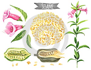 Sesame, hand-painted watercolor set photo