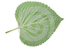 Sesame Leaf Isolated on White Background,Korean Green Shiso Perilla Leaf on White With clipping path.