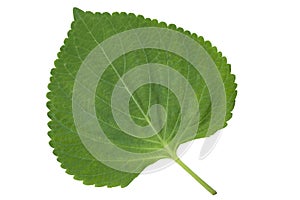 Sesame Leaf Isolated on White Background,Korean Green Shiso Perilla Leaf on White With clipping path.