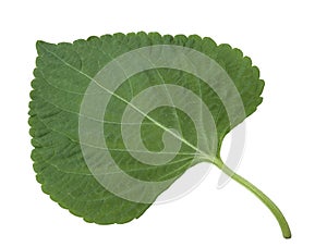 Sesame Leaf Isolated on White Background,Korean Green Shiso Perilla Leaf on White With clipping path.