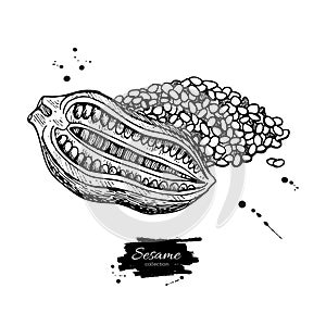 Sesame nut and seed vector drawing. Hand drawn food ingredient.