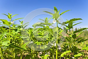 Sesame plant photo