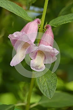 Sesame plant and flower, Sesamum indicum, plant called benne