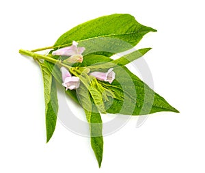 Sesame plant with flowers isolated on white background