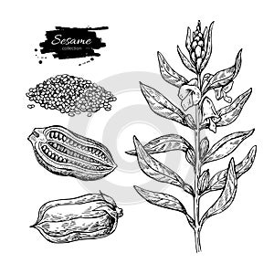 Sesame plant vector drawing. Hand drawn food ingredient. Botanic