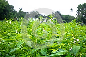 Sesame seed on the field, Sesame a tall annual herbaceous plant of tropical areas cultivated for its oil-rich seeds