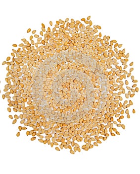 Sesame seeds grains white till ingredient benneseeds gingellyseeds graines desesame, semillas sementes desesamo sesamsamen photo photo