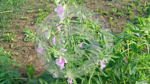 Sesame sesamum indicum teel flowers