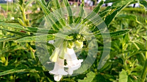 Sesame sesamum indicum teel plant flowers snap