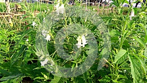 Sesame sesamum indicum teel plant flowers stock photo