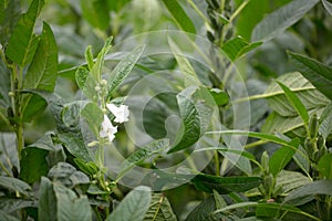 Sesame tanaka, blooming sesame in farm