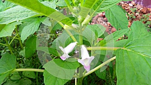 Sesame or till plant with flowers