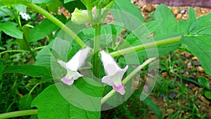 Sesame or till plant with flowers stock