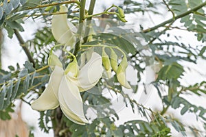 Sesbania grandiflora or Vegetable hummingbird of white