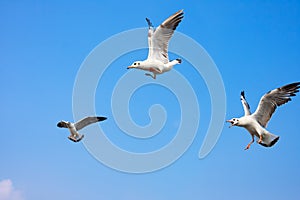 SeSeagull snatching food in sky