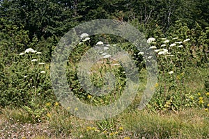 Seseli libanotis - Wild plant shot in the summer.