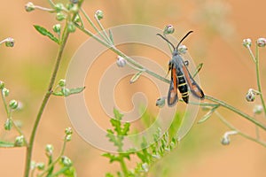 Sesiidae moth